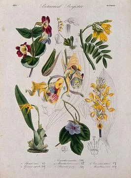 Seven plants, including three orchids and a monkey flower: flowering stems... Stock Illustration