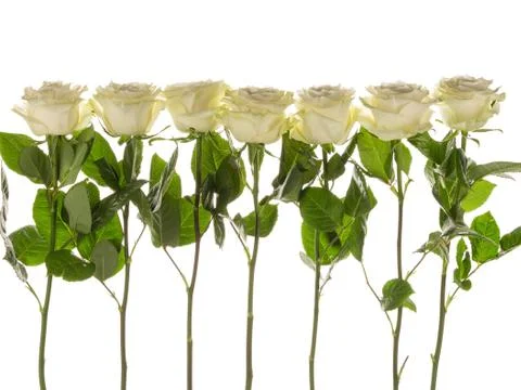 Seven roses Stock Photos