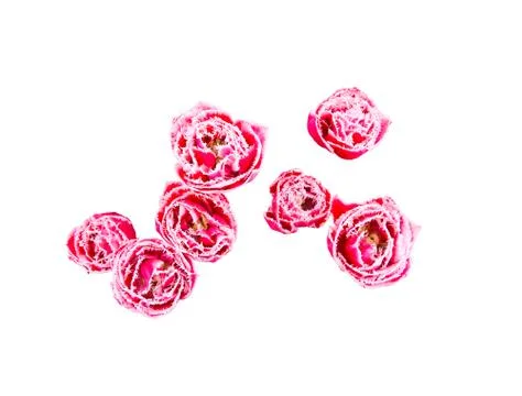 Seven roses Stock Photos