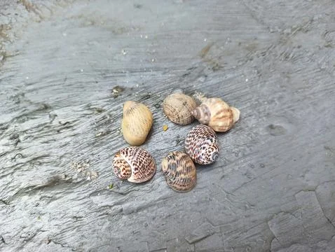 Seven sea snail shells rest on wet rock Stock Photos