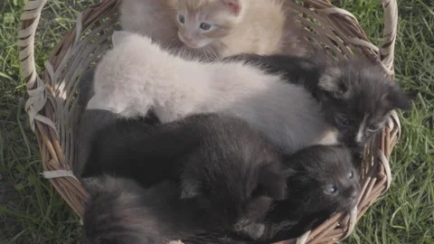 Seven sibling kittens of different colors in a basket above the grass Stock Footage 143355796