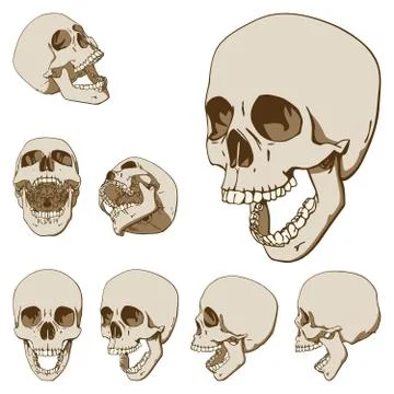 Seven skulls set Stock-Illustration