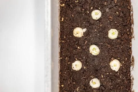 Seven small bulbs in the ground Stock Photos