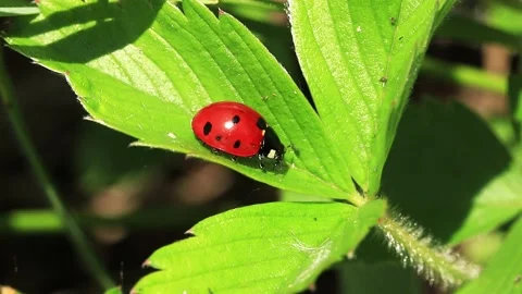 Seven Spot Ladybug Crawling On Green Leaf Stock Footage 340430685