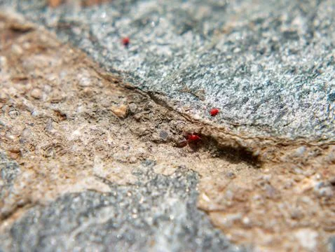 Seven spot ladybug crawling on stone surface macro Stock Photos