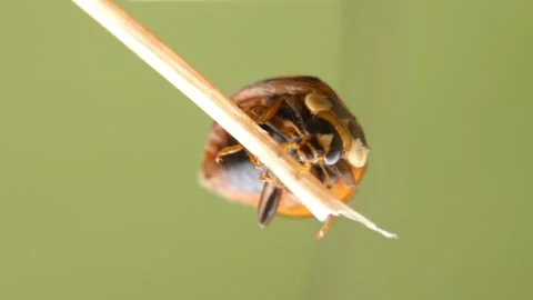Seven-spot ladybug crawling upside down and climbing up dry straw. Vidéo 336866718