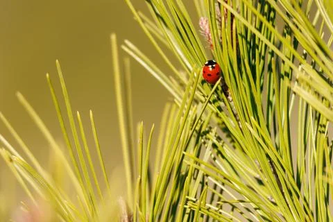 Seven-spot ladybug foraging on pine needles in the pine forest Stockfoto's