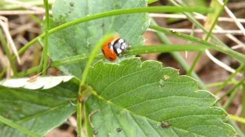 Seven-spot ladybug moving from green leaf to grass blade, panning. 스톡 동영상 336862634