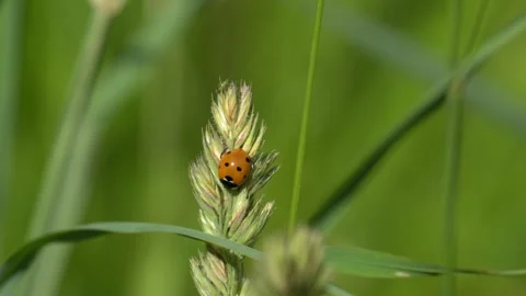 Seven-Spot Ladybug Perched on a Grass Seed Head in a Summer Meadow 4K Footage Stock Footage 336976373