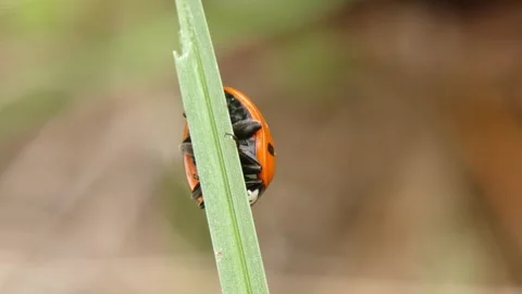 Seven-spot ladybug on vertical green grass blade. 스톡 동영상 336863914