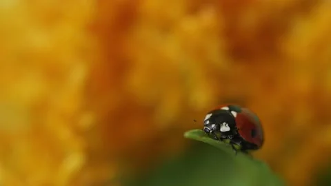 Seven-spotted Ladybug (Coccinellidae), macro shot Stock Footage 152477847