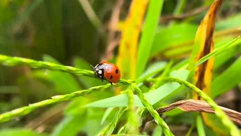 Seven Spotted Ladybug Crawling Slowly Along A Green Grass Blade In Summer Meadow Video stock 342013397