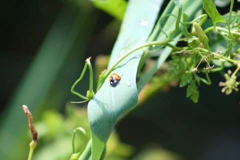 Seven-spotted ladybug on a leaf closeup with foreground focus Foto stock