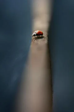 Seven spotted ladybug 스톡 사진