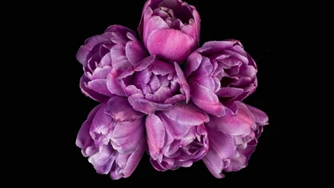 Seven terry tulips burgundy color. Isolated on black background. View from above Stock Footage