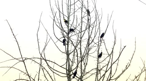 Seven toucans on the tree Video stock 67259583