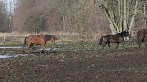 Seven walking horses returning from a muddy paddock Stock Footage 232955862