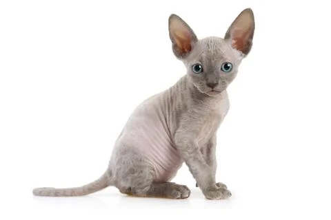 Seven weeks old Don Sphinx kitty cat Foto stock