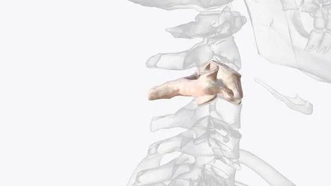 The seventh cervical vertebra, also called the vertebra prominens, is commonl Stock Illustration