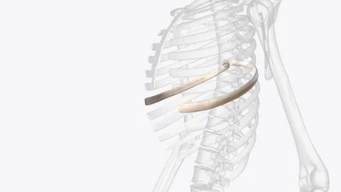 Seventh rib. one of the bones forming the human rib cage. rib 7; 7th rib Stock Illustration