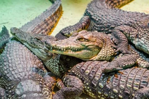 Several alligator crocodiles close up Stock Photos