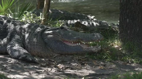 Several Alligators on the Edge of Water, 4K Stock Footage 62067264