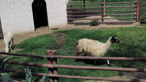Several alpacas behind a fence Stock Footage 277076953
