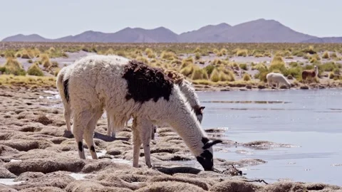 Several alpacas drinking from a pond in nature, with mountains Stock Footage 238628678