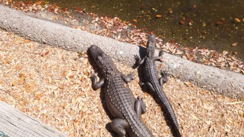 Several American Alligators Stock Footage 123810048