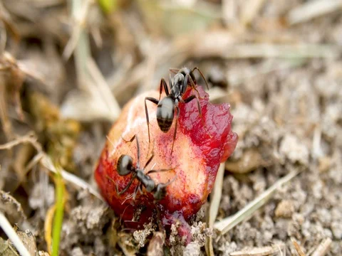 Several ants on cherry macro Stock Footage 76154811