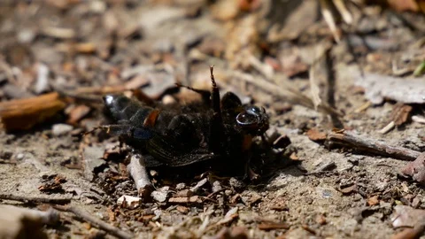 Several ants eats beatle Stock Footage 80423517