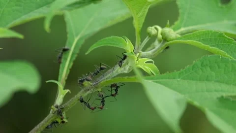 Several ants gathered on a tree trunk Stock Footage 270702752