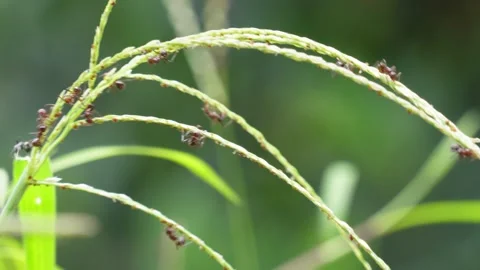 Several ants on the rice seedheads in close up Stock Footage 314508540