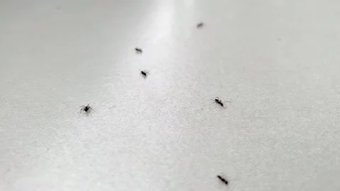 Several ants running on the ground Stock Footage 163189922