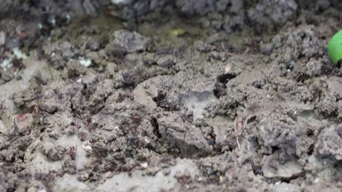 Several ants scattering on ground Stock Footage 312781843