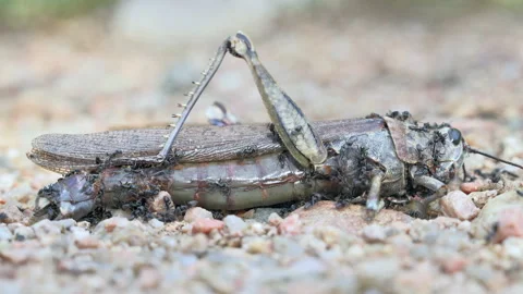 Several ants walking eating  a dead locust Video stock 130975057