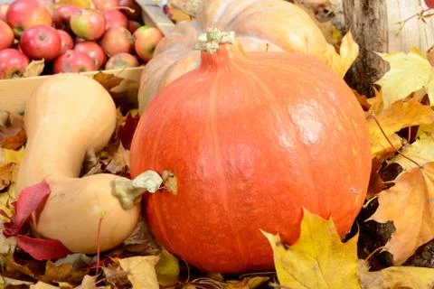 Several apples and three pumpkins on autumn leaves Stock Photos