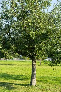Several apples hanging on the tree. in summer with blue sky background autumn Stock Photos