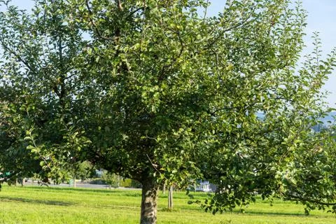 Several apples hanging on the tree. in summer with blue sky background autumn Stock Photos