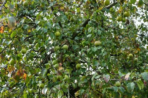Several apples hanging on the tree. in summer with blue sky background autumn Foto stock