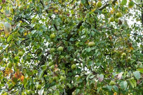 Several apples hanging on the tree. in summer with blue sky background autumn Stock Photos