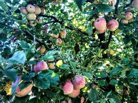Several apples in the tree Фото