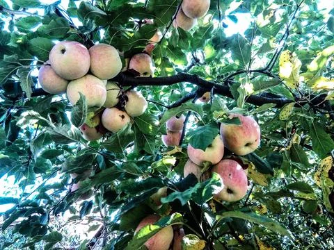 Several apples in the tree Фото