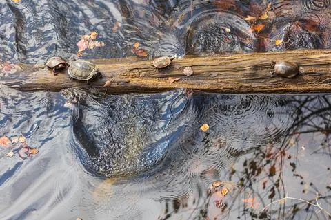 Several Aquatic Turtles Bask And Dive Off Log In Lake Stock Photos