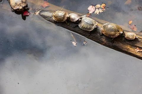 Several Aquatic Turtles Bask On Log At North Georgia Lake Stock-Fotos
