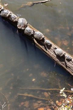 Several aquatic turtles bask on log in lake Stock Photos