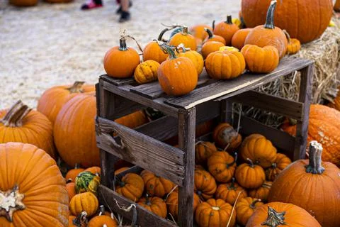 Several Assorted Pumpkins on Display on Wooden Crate Stock Photos