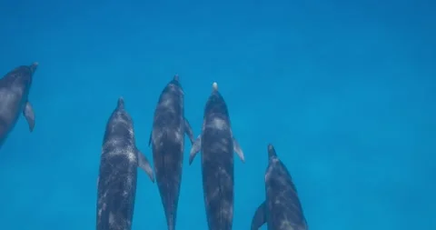 Several Atlantic spotted dolphins glide together across open ocean water in a Stock Footage 342105437