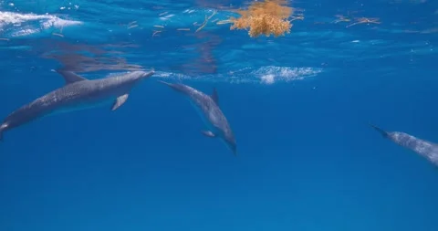 Several Atlantic spotted dolphins pass quietly across a wide blue underwater Stock Footage 342104904