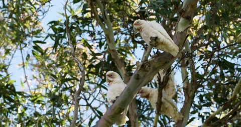 Several Australian Long Billed Corellas gathering in a gum tree. Stock Footage 87866030